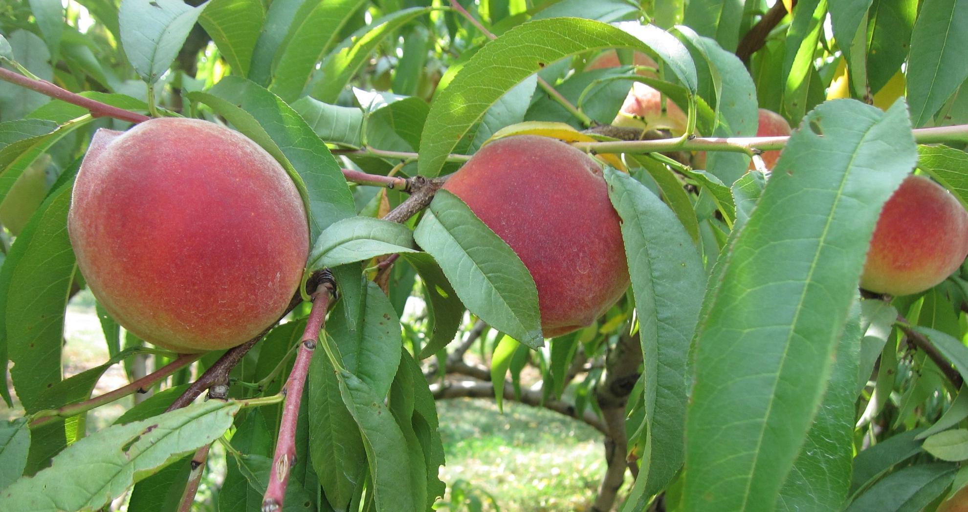 桃子县的遗产:我们把桃子种植在乔治亚州